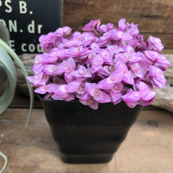 大人気♡桜色カリシア♡カリシアロザート♡観葉植物♡多肉植物♡インテリア 4枚目の画像