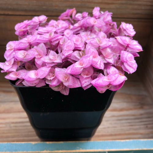 ❷現品 9cmポットごと発送❤アロマティカス 桜色カリシア 多肉植物寄せ植え ➁現品 9cmポットごと発送❤アロマティカス 桜色カリシア 多肉