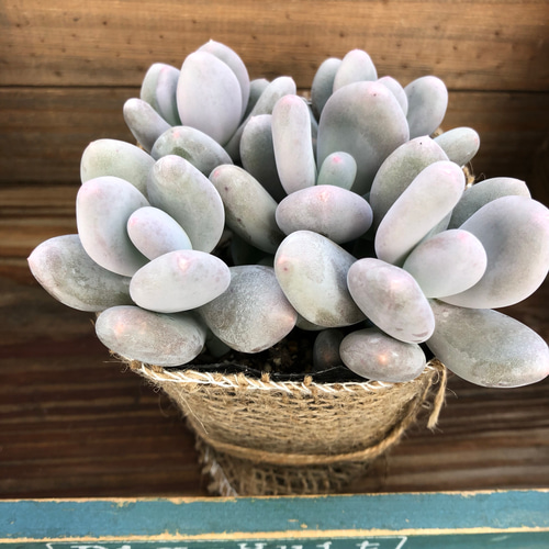ぷっくり♡月美人♡多肉植物♡パキフィツム♡インテリア