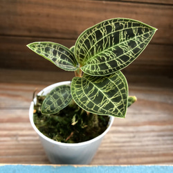 今期ラスト♡希少♡キラキラ光る葉脈♡ジュエルオーキッド