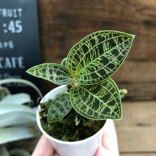 今期ラスト♡希少♡キラキラ光る葉脈♡ジュエルオーキッド