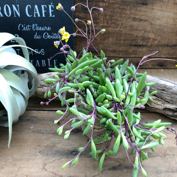 ルビーネックレス♡垂れ下がり 多肉植物 観葉植物 ガーデニング 2枚目の画像