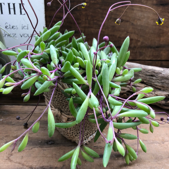 ルビーネックレス♡垂れ下がり 多肉植物 観葉植物 ガーデニング 3枚目の画像