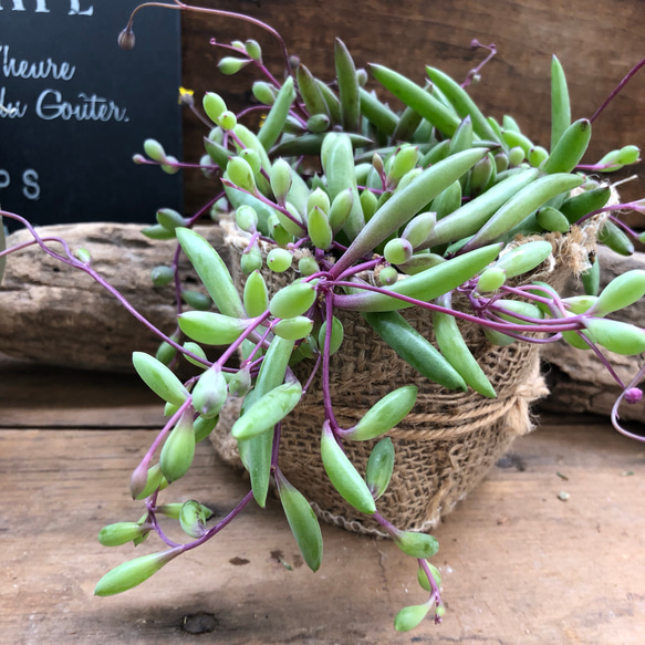 ルビーネックレス♡垂れ下がり 多肉植物 観葉植物 ガーデニング 4枚目の画像