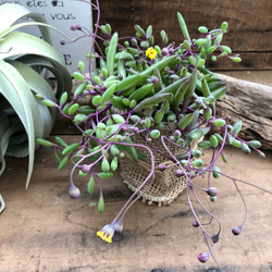 ルビーネックレス♡垂れ下がり 多肉植物 観葉植物 ガーデニング 5枚目の画像