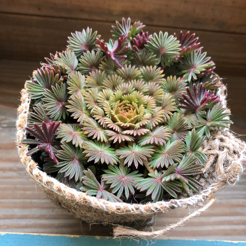 植物 オキザリス ガーデニング 花 庭 植物（オキザリス | ノエル