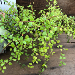 パワーストーンの実♡真珠コケモモ♡大人気♡ガーデニング♡観葉植物 3枚目の画像