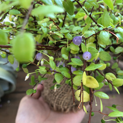 パワーストーンの実♡真珠コケモモ♡大人気♡ガーデニング♡観葉植物 5枚目の画像