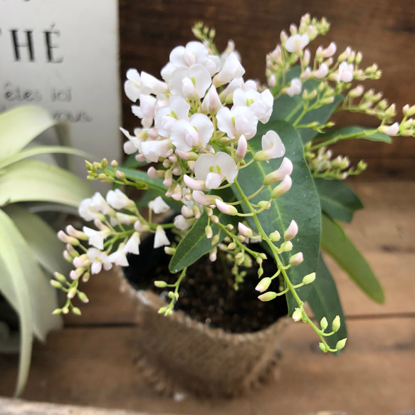 ハーデンベルギア♡ホワイト♡胡蝶蘭の花♡ガーデニング♡観葉植物♡ 2枚目の画像