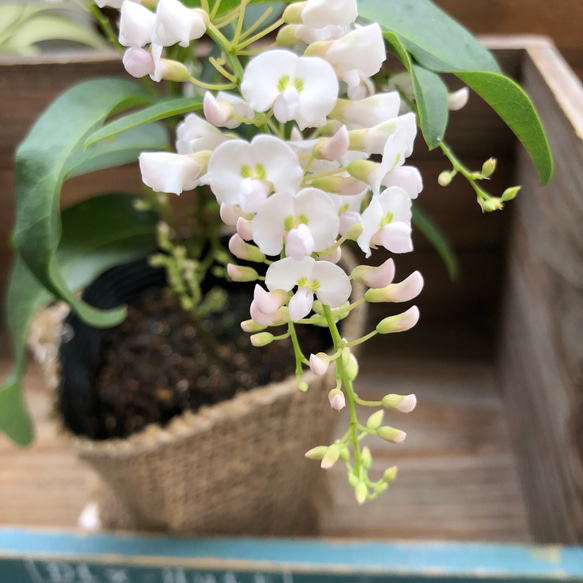 ハーデンベルギア♡ホワイト♡胡蝶蘭の花♡ガーデニング♡観葉植物♡ 3枚目の画像