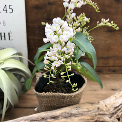 ハーデンベルギア♡ホワイト♡胡蝶蘭の花♡ガーデニング♡観葉植物♡ 4枚目の画像