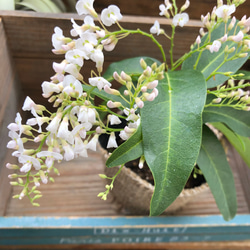 ハーデンベルギア♡ホワイト♡胡蝶蘭の花♡ガーデニング♡観葉植物♡ 5枚目の画像