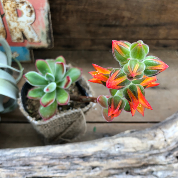 花芽付き♡ふわふわ♡エケベリア♡錦晃星♡多肉植物♡観葉植物 4枚目の画像