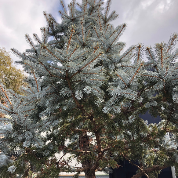 青いクリスマスツリー♡ピセア♡実生系♡シンボルツリーに♡観葉植物♡ガーデニング 2枚目の画像