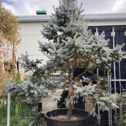 青いクリスマスツリー♡ピセア♡実生系♡シンボルツリーに♡観葉植物♡ガーデニング 4枚目の画像