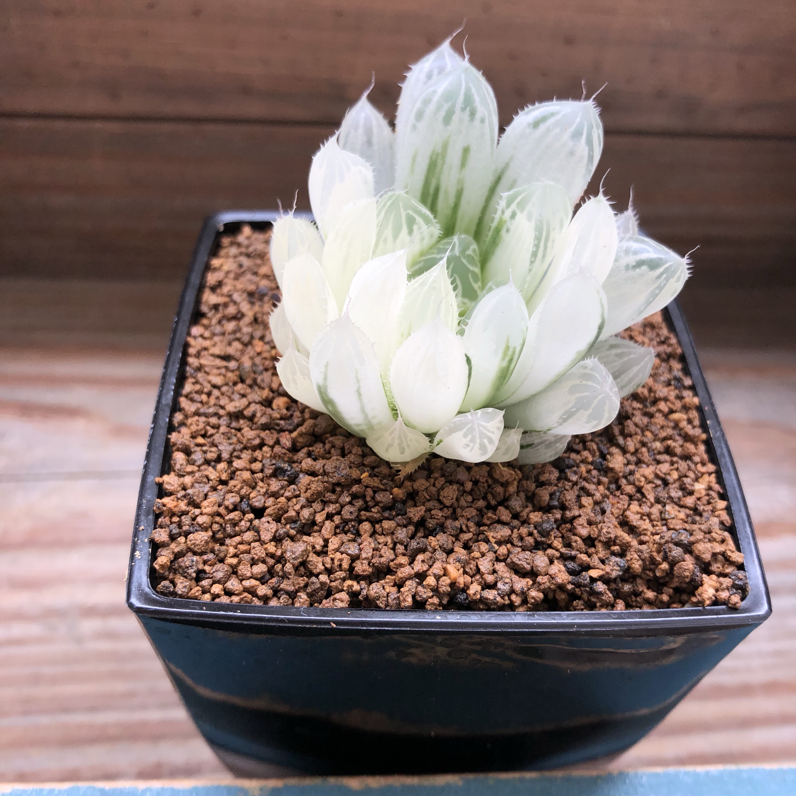 ぴ*吉様 【桜色クリスタル】ハオルチア 斑入り多肉植物 宝石窓 極上株 ぴ*吉様 【桜色クリスタル】ハオルチア 斑入り多肉植物 宝石窓 極上株