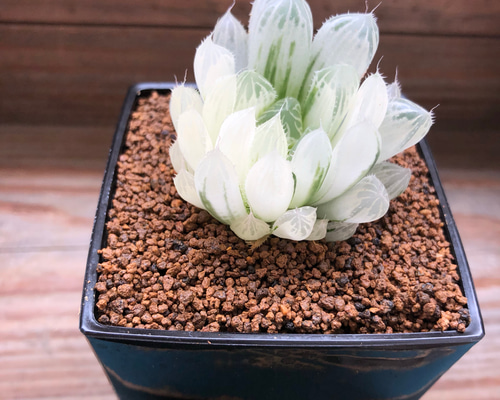 0_5c281dd0fc39df631e6e8a6db3af