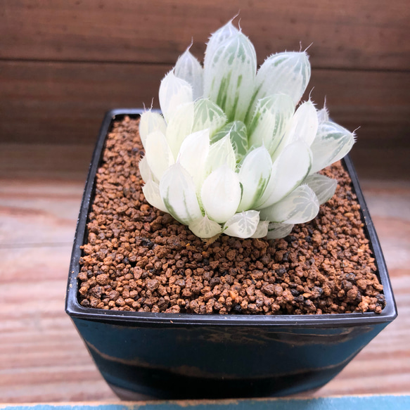 美しい♡白水晶♡クリスタルプランツ♡ハオルチア♡多肉植物 人造花
