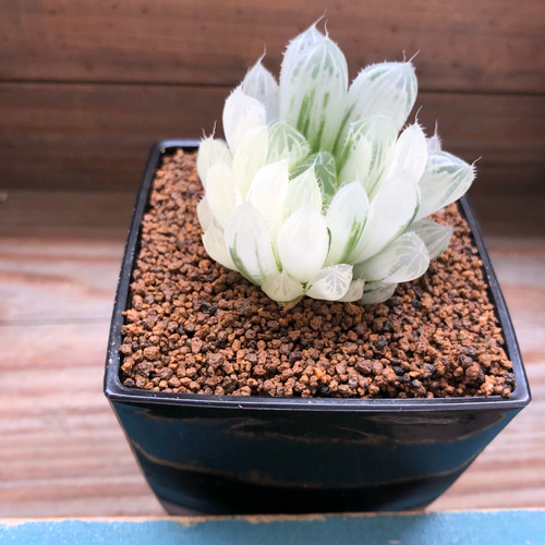 美しい♡白水晶♡クリスタルプランツ♡ハオルチア♡多肉植物 アート