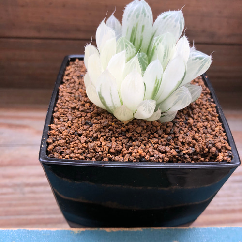 美しい♡白水晶♡クリスタルプランツ♡ハオルチア♡多肉植物 アート