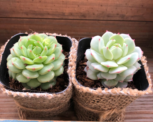 2個セット♡エケベリア♡テレンベルギー、ドンド♡多肉植物 