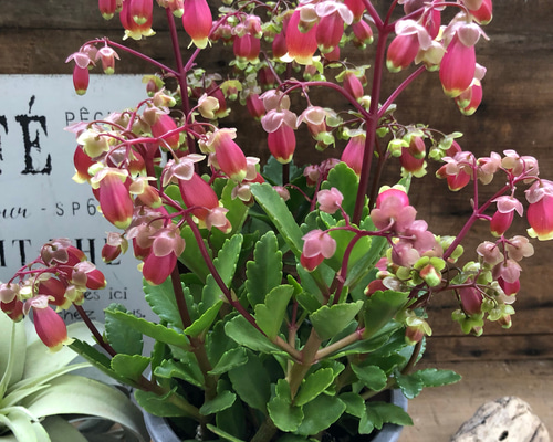 大苗♡3個のみ♡ウェンディー♡ベル型のピンクの花♡豪華な多肉