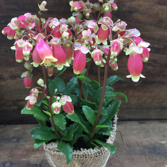 ウェンディー♡ベル型の多肉植物♡ピンクの花♡ガーデニング♡観葉植物 1枚目の画像