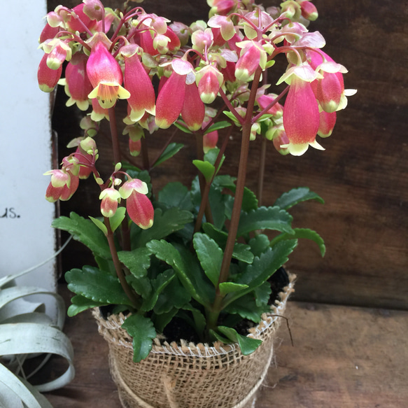 ウェンディー♡ベル型の多肉植物♡ピンクの花♡ガーデニング♡観葉植物 2枚目の画像