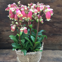 ウェンディー♡ベル型の多肉植物♡ピンクの花♡ガーデニング♡観葉植物 3枚目の画像