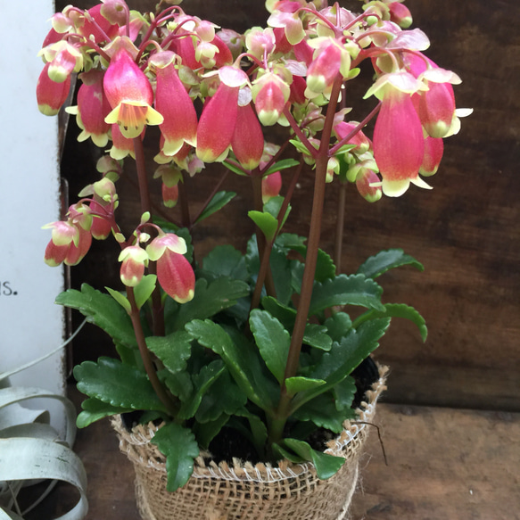 ウェンディー♡ベル型の多肉植物♡ピンクの花♡ガーデニング♡観葉植物 4枚目の画像