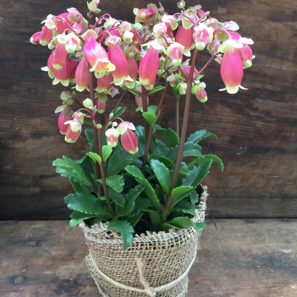 ウェンディー♡ベル型の多肉植物♡ピンクの花♡ガーデニング♡観葉植物 5枚目の画像