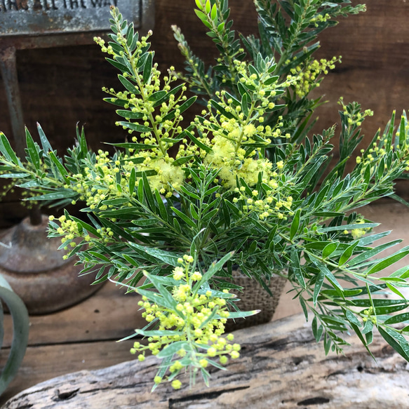 希少♡人気♡テレサ♡アカシア♡ガーデニング♡観葉植物♡インテリア 2枚目の画像