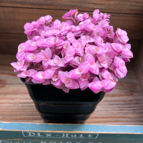 桃色カリシア♡偏光ピンク♡カリシアロザート♡多肉植物♡観葉植物 