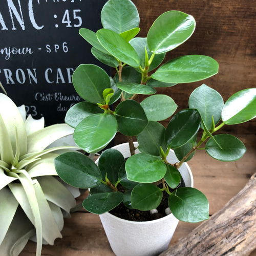 ガジュマル パンダガジュマル 58番 希少 インテリアグリーン かわいい