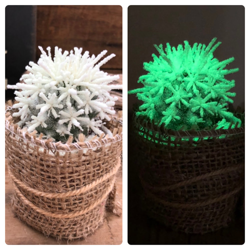 光るサボテン♡ムーンライト♡サボテン♡希少♡多肉植物♡インテリア