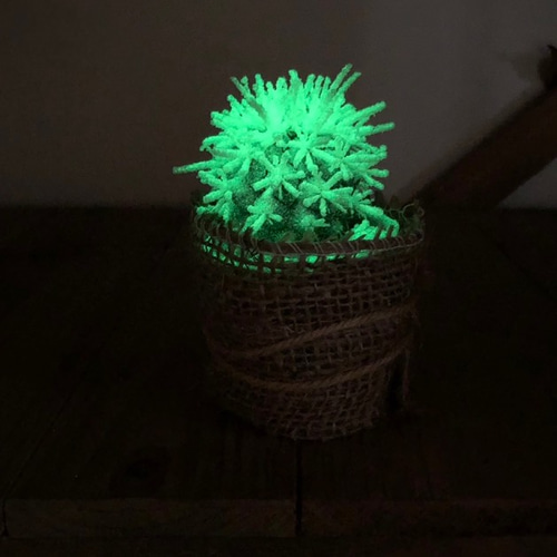 光るサボテン♡ムーンライト♡サボテン♡希少♡多肉植物♡インテリア