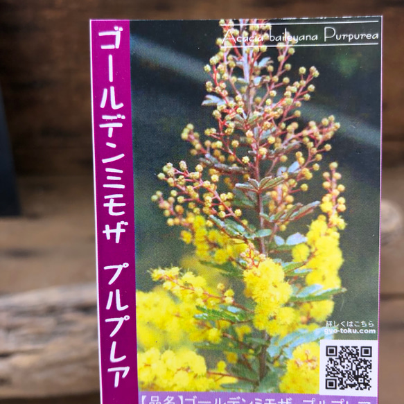 希少♡ミモザ♡プルプレア♡グラデーションの葉っぱ♡ガーデニング♡観葉植物 5枚目の画像