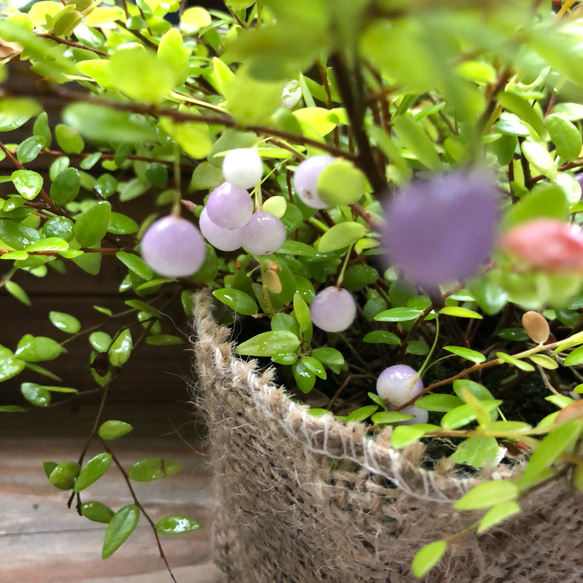 大人気♡パワーストーンの実♡真珠コケモモ♡観葉植物♡ガーデニング 5枚目の画像