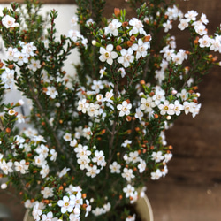 毎年咲きます♡マイクロな花♡マイクロワックス♡ガーデニング♡観葉植物 1枚目の画像