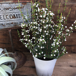 毎年咲きます♡マイクロな花♡マイクロワックス♡ガーデニング♡観葉植物 2枚目の画像