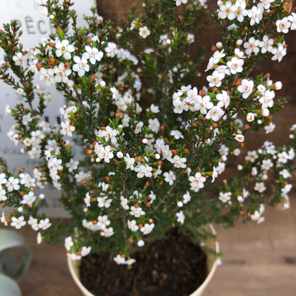 毎年咲きます♡マイクロな花♡マイクロワックス♡ガーデニング♡観葉植物 4枚目の画像