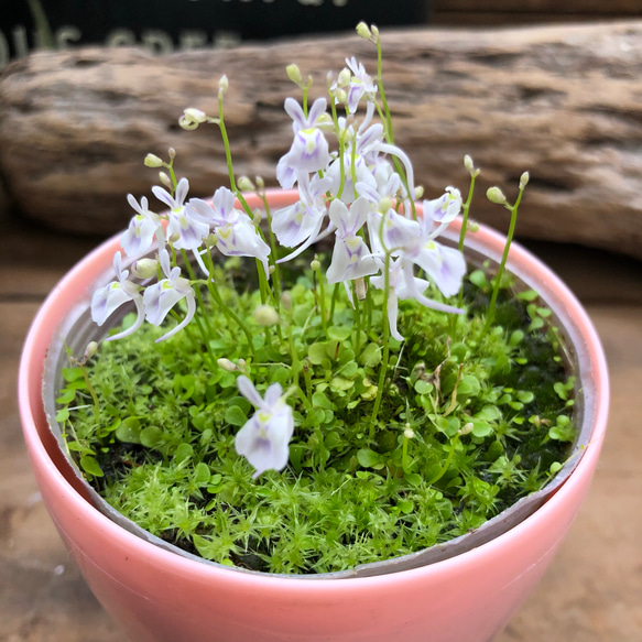 即完売♡入荷♡ウサギゴケ♡食虫植物♡観葉植物♡可愛い♡ガーデニング 1枚目の画像