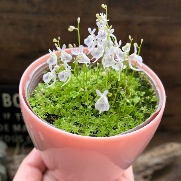 即完売♡入荷♡ウサギゴケ♡食虫植物♡観葉植物♡可愛い♡ガーデニング 2枚目の画像