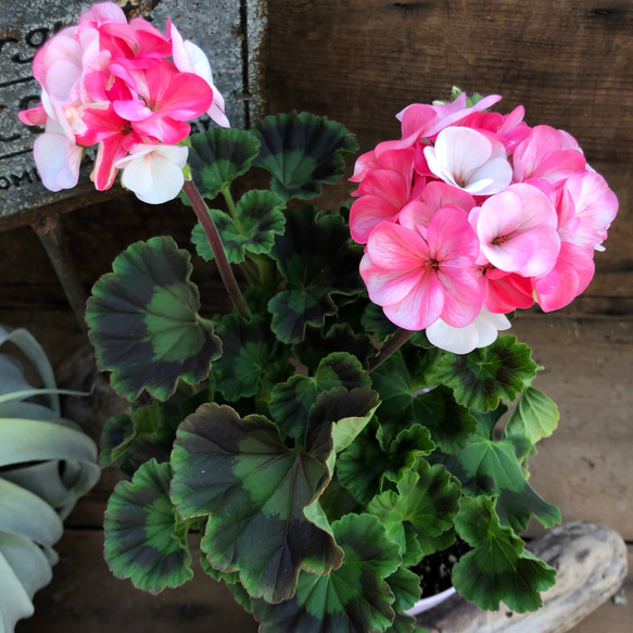 お得意　ゼラニューム　レアなお色目。真紅。 お得意様専用 ゼラニューム レアなお色目。真紅。 【公式通販】