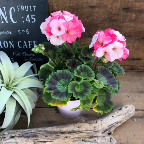 希少♡世界初♡移り色ゼラニウム♡ホワイトtoローズ♡育てやすい