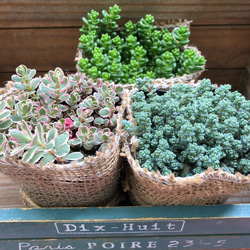 多肉植物寄せ植えセット のおすすめ人気通販 検索結果|Creema 多肉植物寄せ植えセット のおすすめ人気通販 検索結果|Creema
