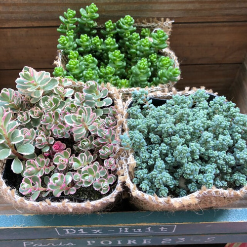 お得♡セダム3個セット♡モリモリ♡多肉植物♡ガーデニング 多肉植物