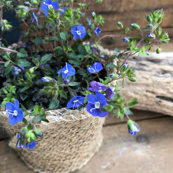 宿根草♡雑草対策♡グランドカバーに♡ベロニカブオックスフォード