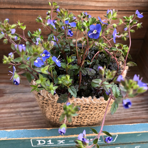 宿根草♡雑草対策♡グランドカバーに♡ベロニカブオックスフォード