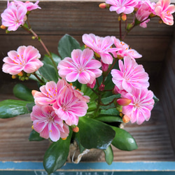 レウィシア♡パステル調のピンクmix♡ストライプの花♡ガーデニング♡観葉植物♡ 1枚目の画像